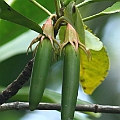 Bruguiera sexangula (Upriver Orange Mangrove) オバナヒルギ at Russell River in North Queensland<br />Canon EOS 7D + EF400 F5.6L